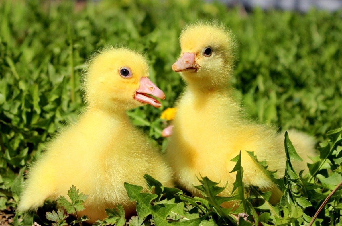 Мускусные утки Мулард