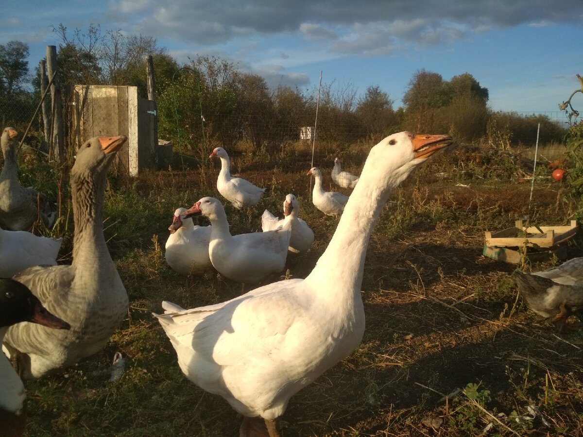 Демидовские гуси