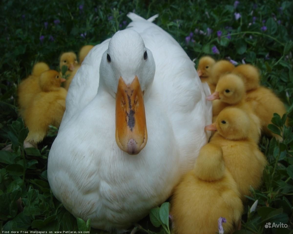 Мускусная утка Мулард