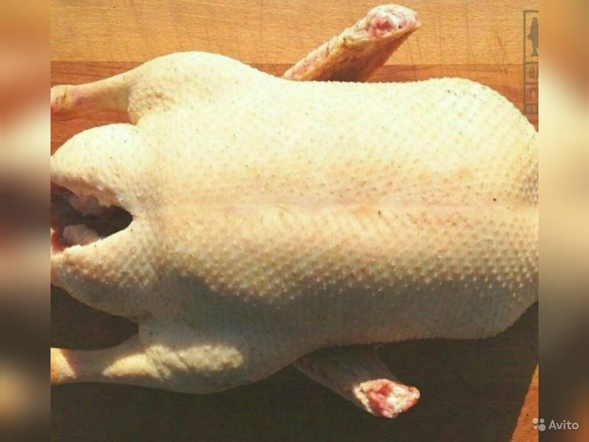 Яйцо утки Мулард