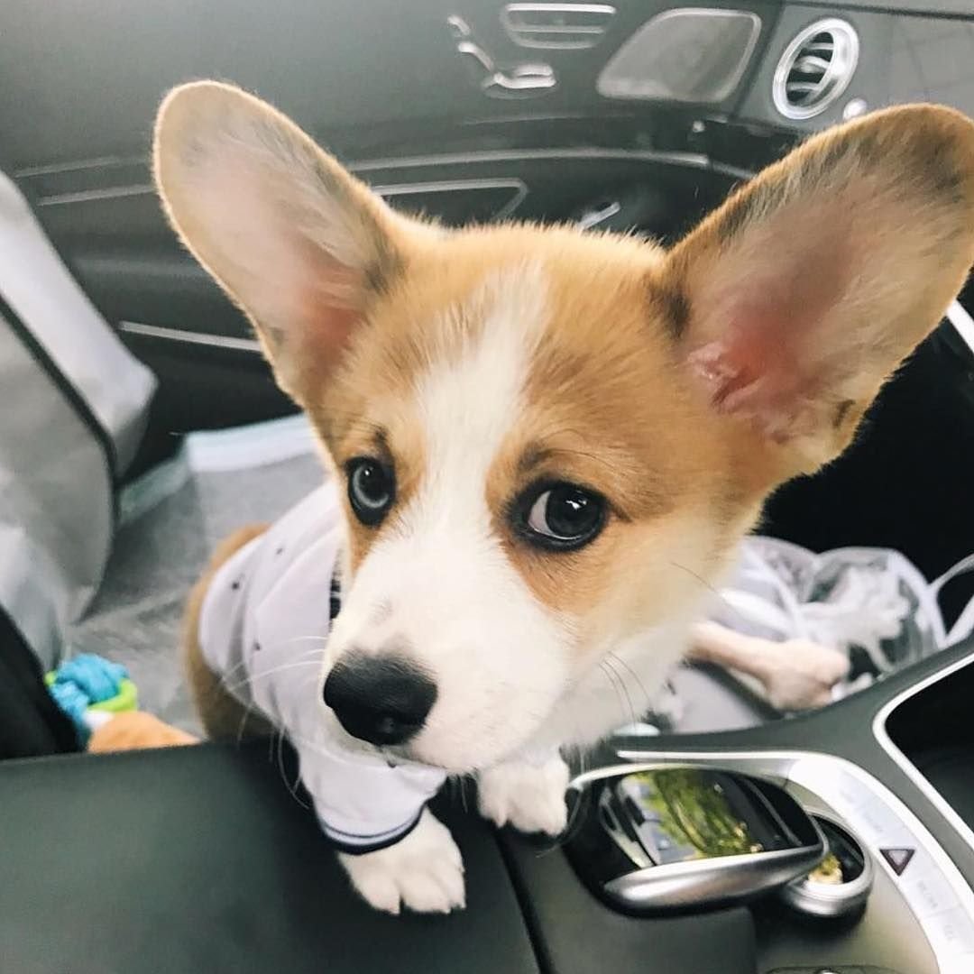 Корги кардиган