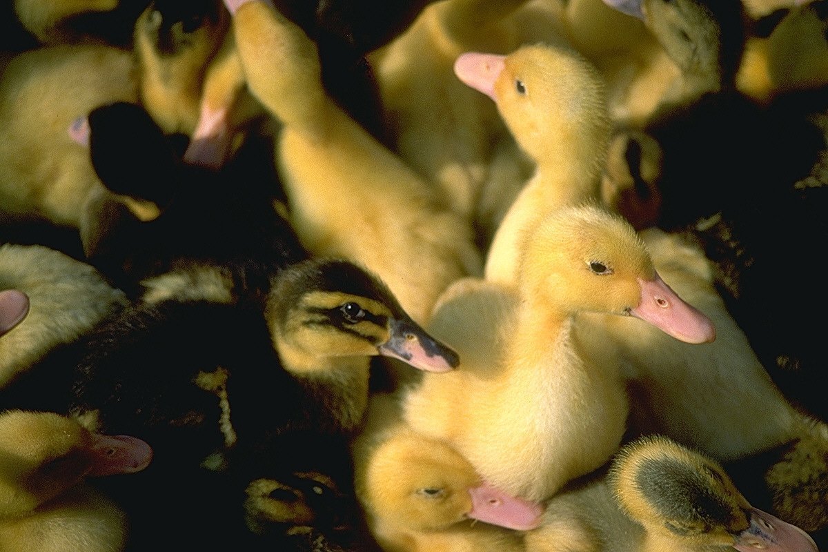 Утки муларды суточные