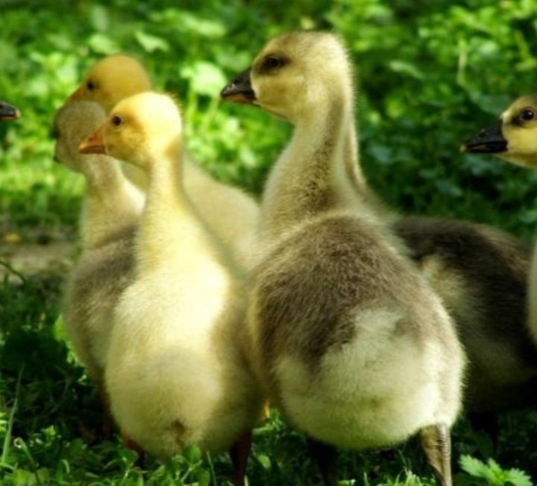 Маленькие гусята на ферме крупно серые