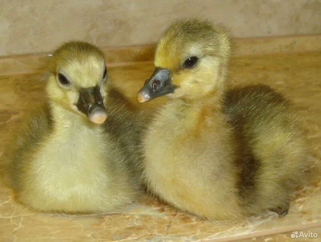 Серый Гусь с гусятами