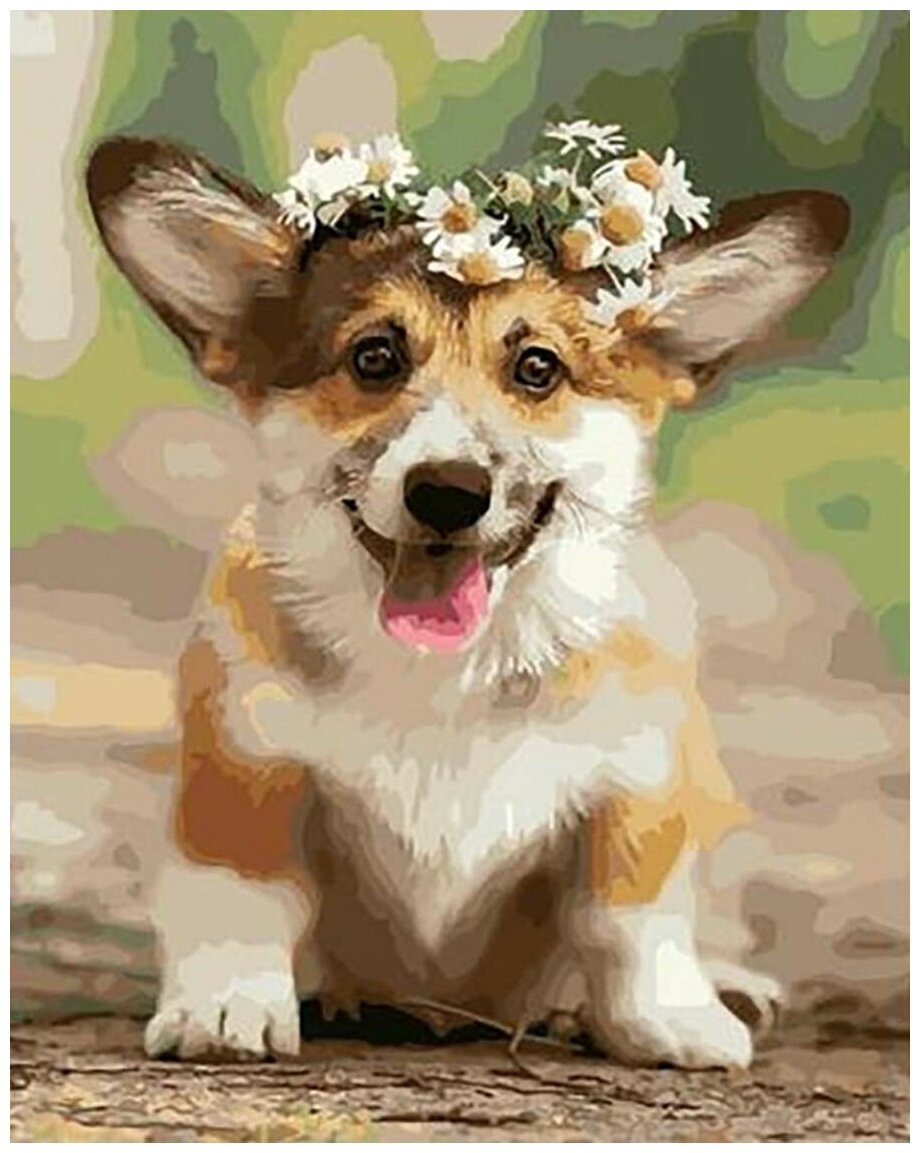 Гетерохромия у собак корги