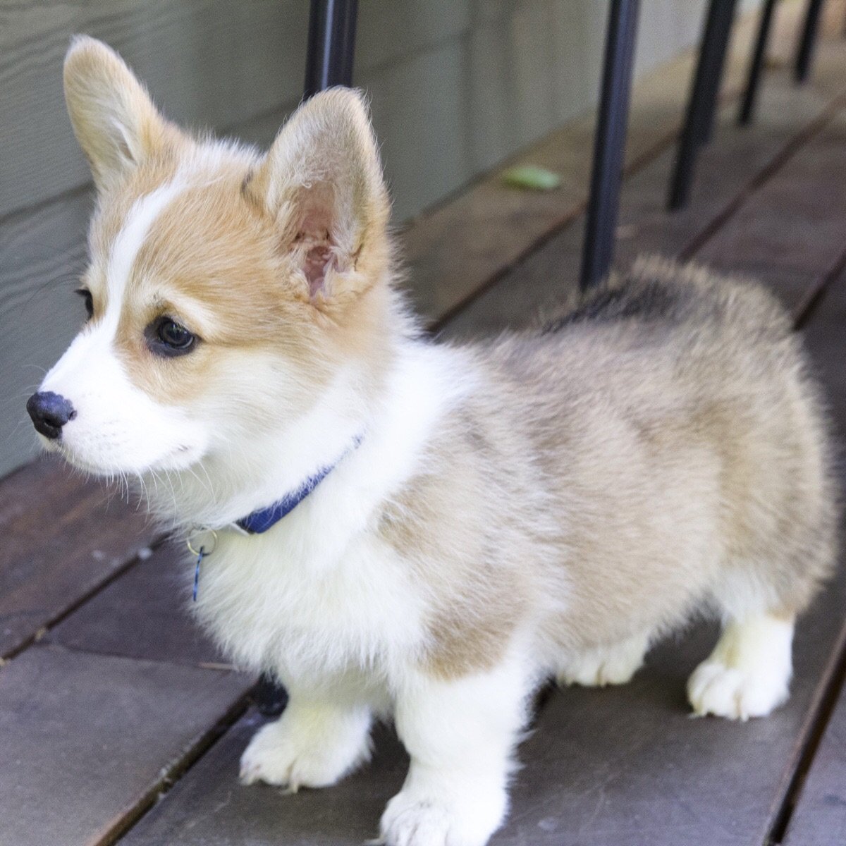 Собака корги