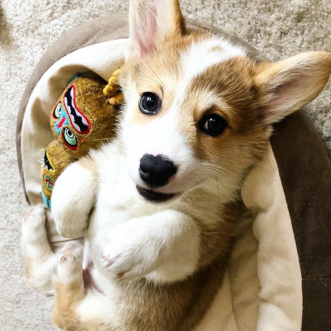 Австралийская овчарка гетерохромия