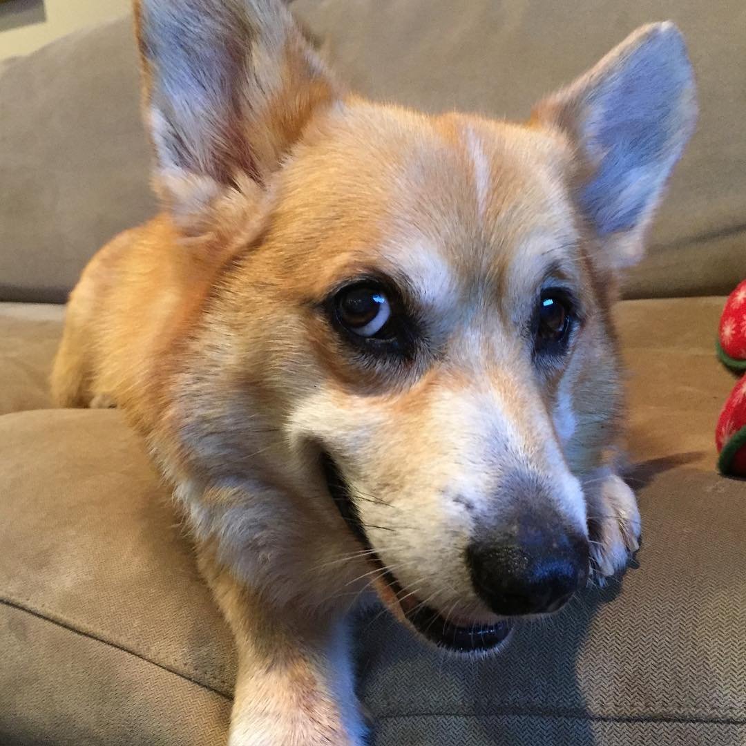Корги с разными глазами