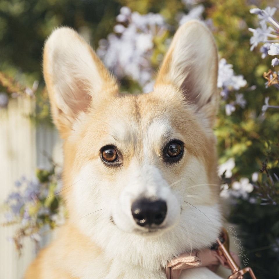 Корги Лисичка