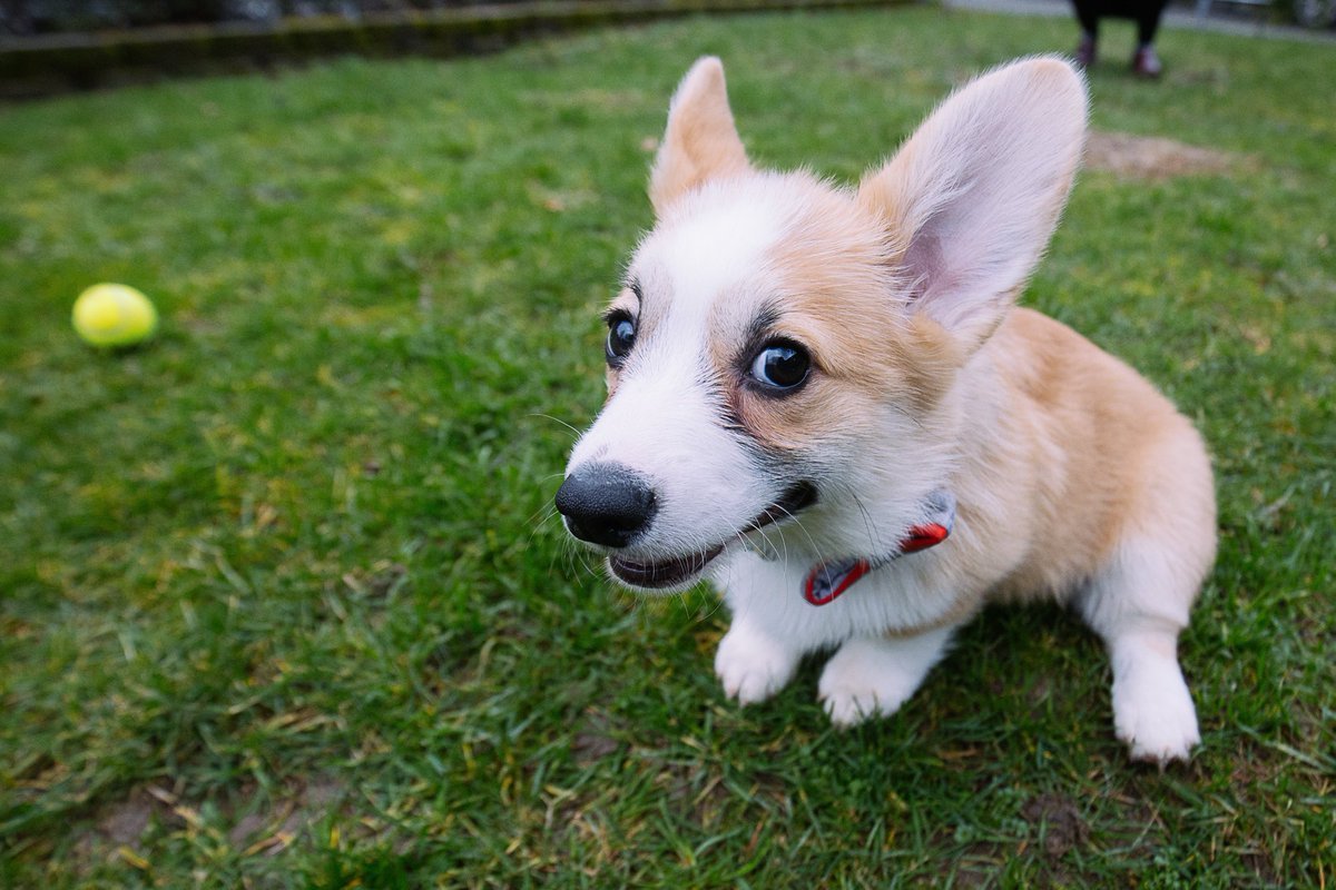 Вельш корги пемброк морда