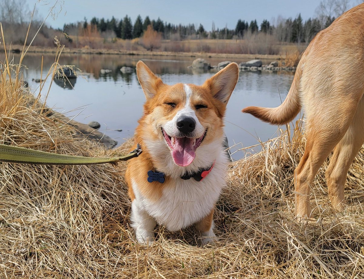 Вельш корги пемброк