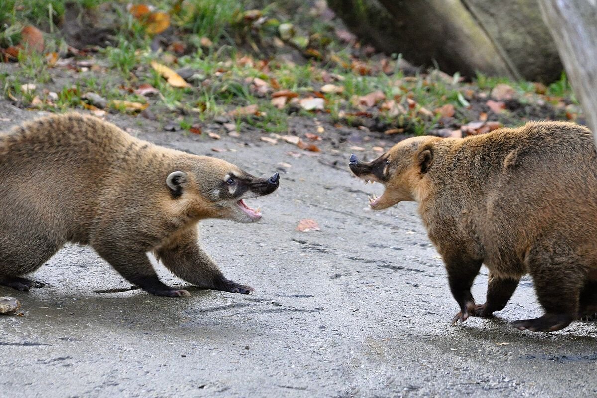 Носуха смешная