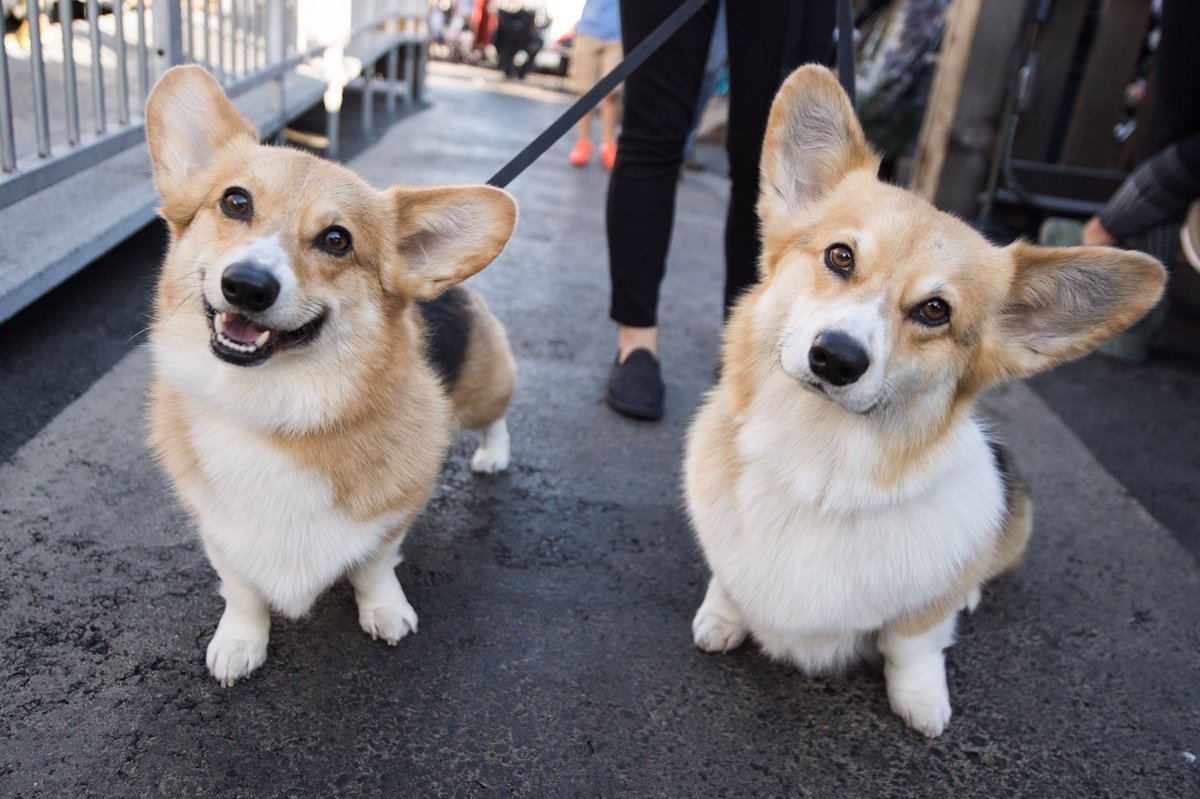 Виноватая собака