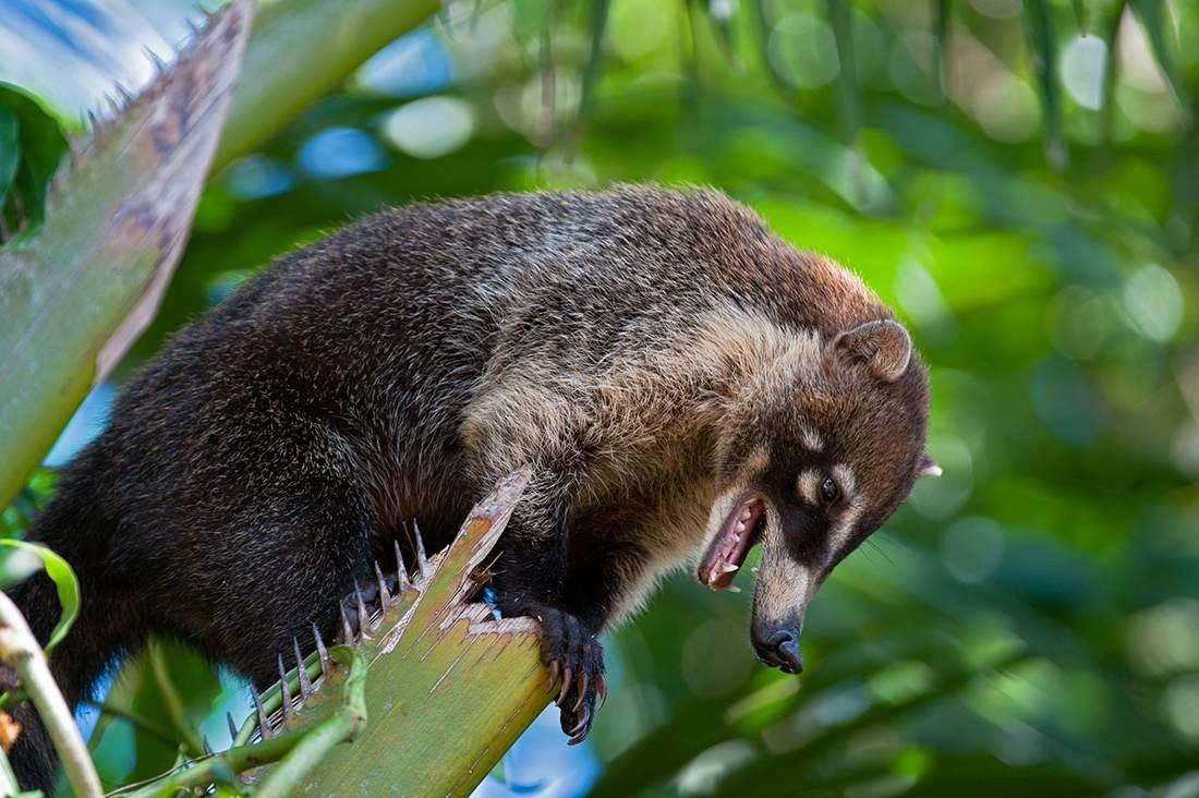 Носуха коати