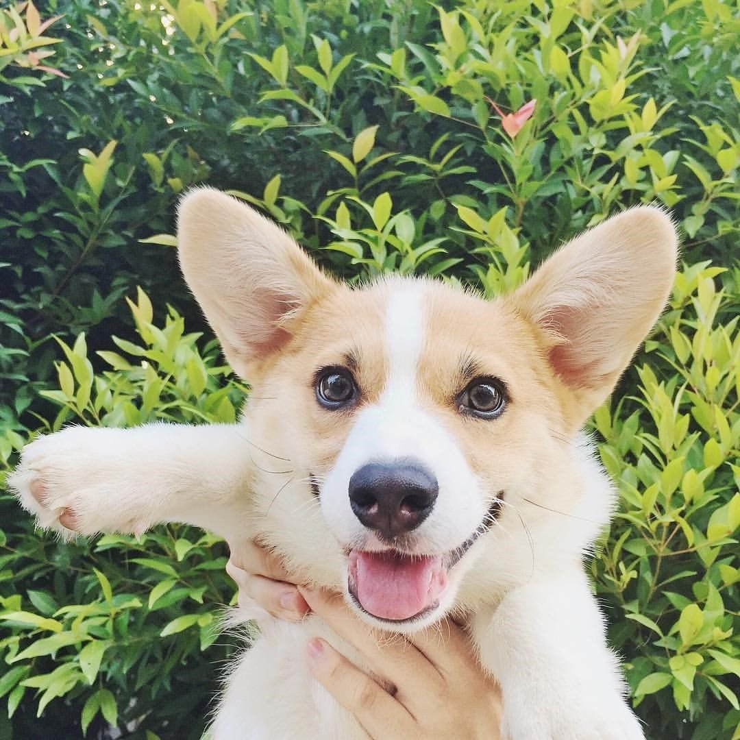 Череп щенка корги