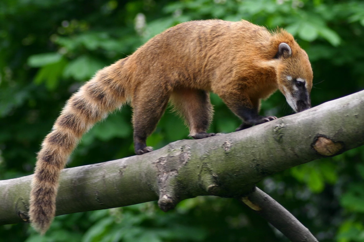 Носуха Нельсона