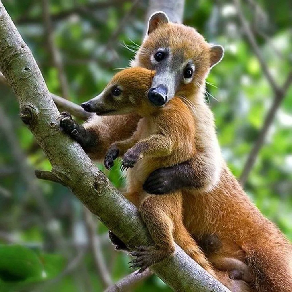 Коати Мексика