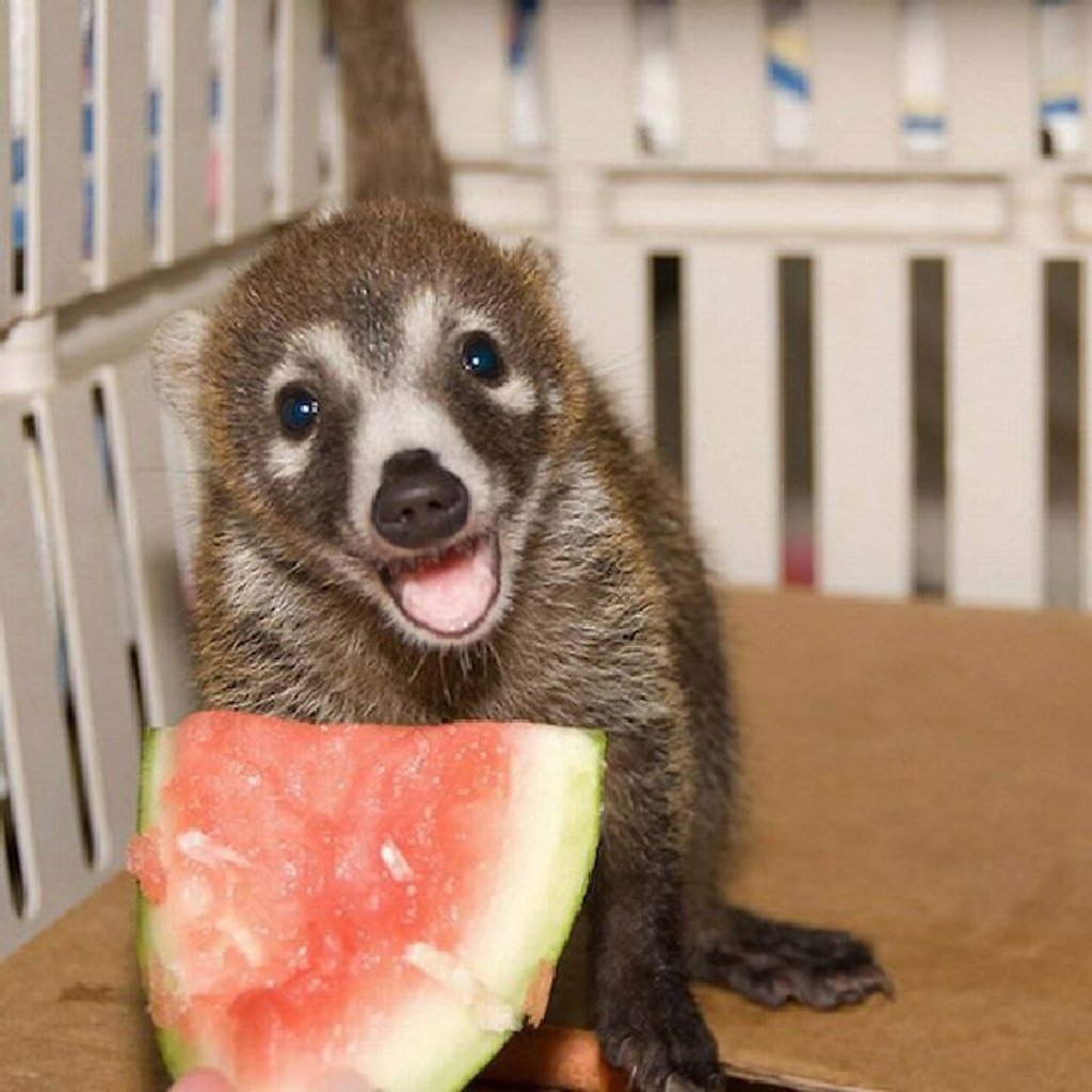 Носуха смешная