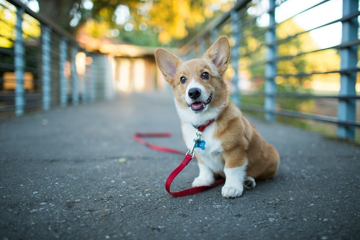 Корги разных цветов