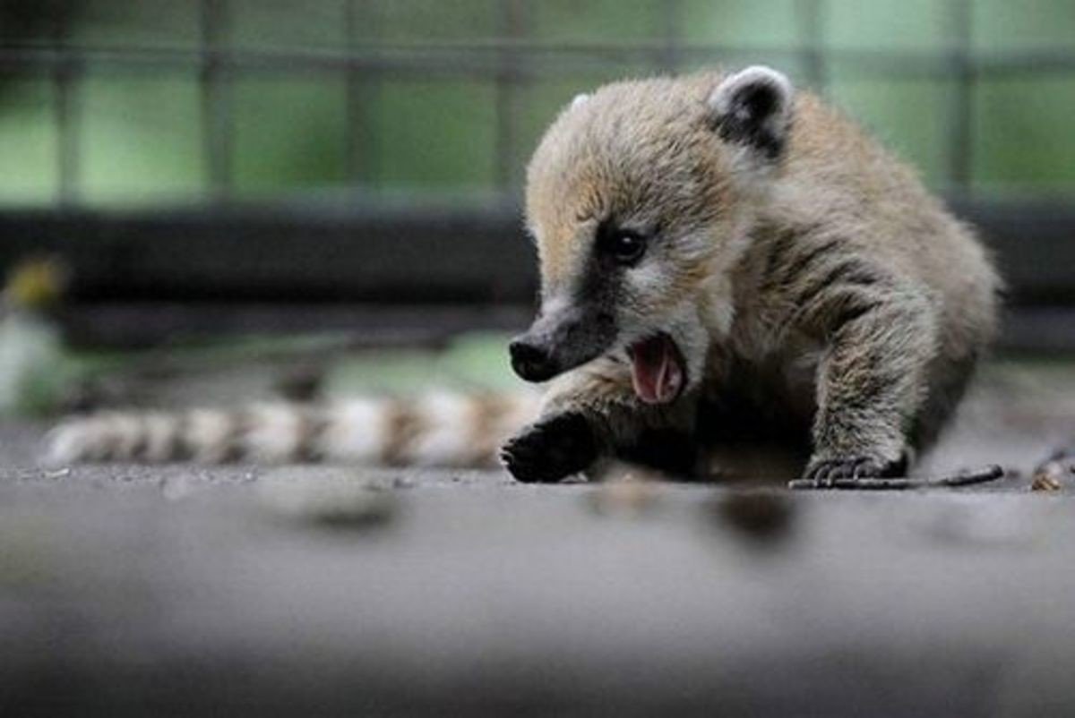 Носуха детеныш