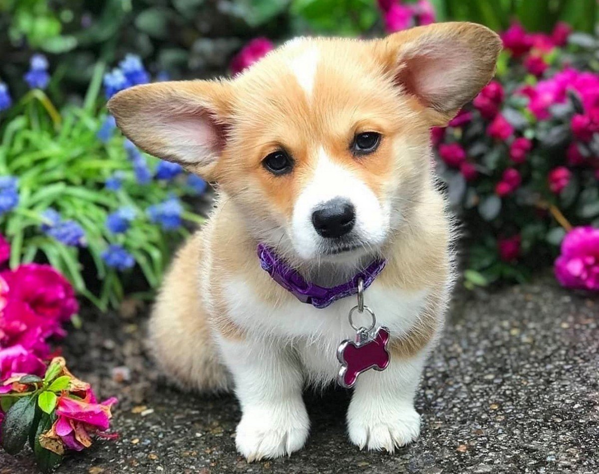 Многоцветный корги