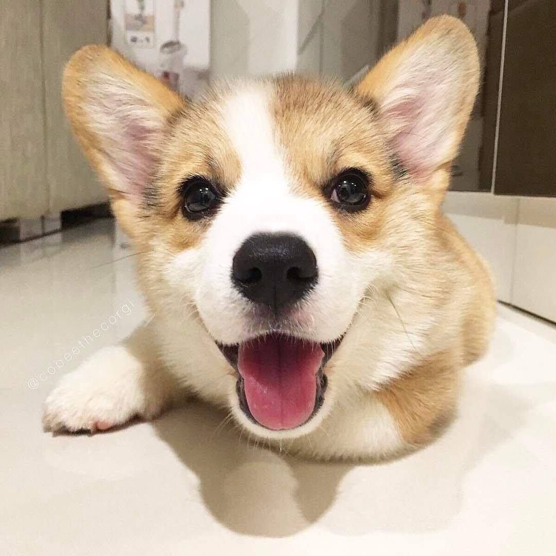 Эстетика собак