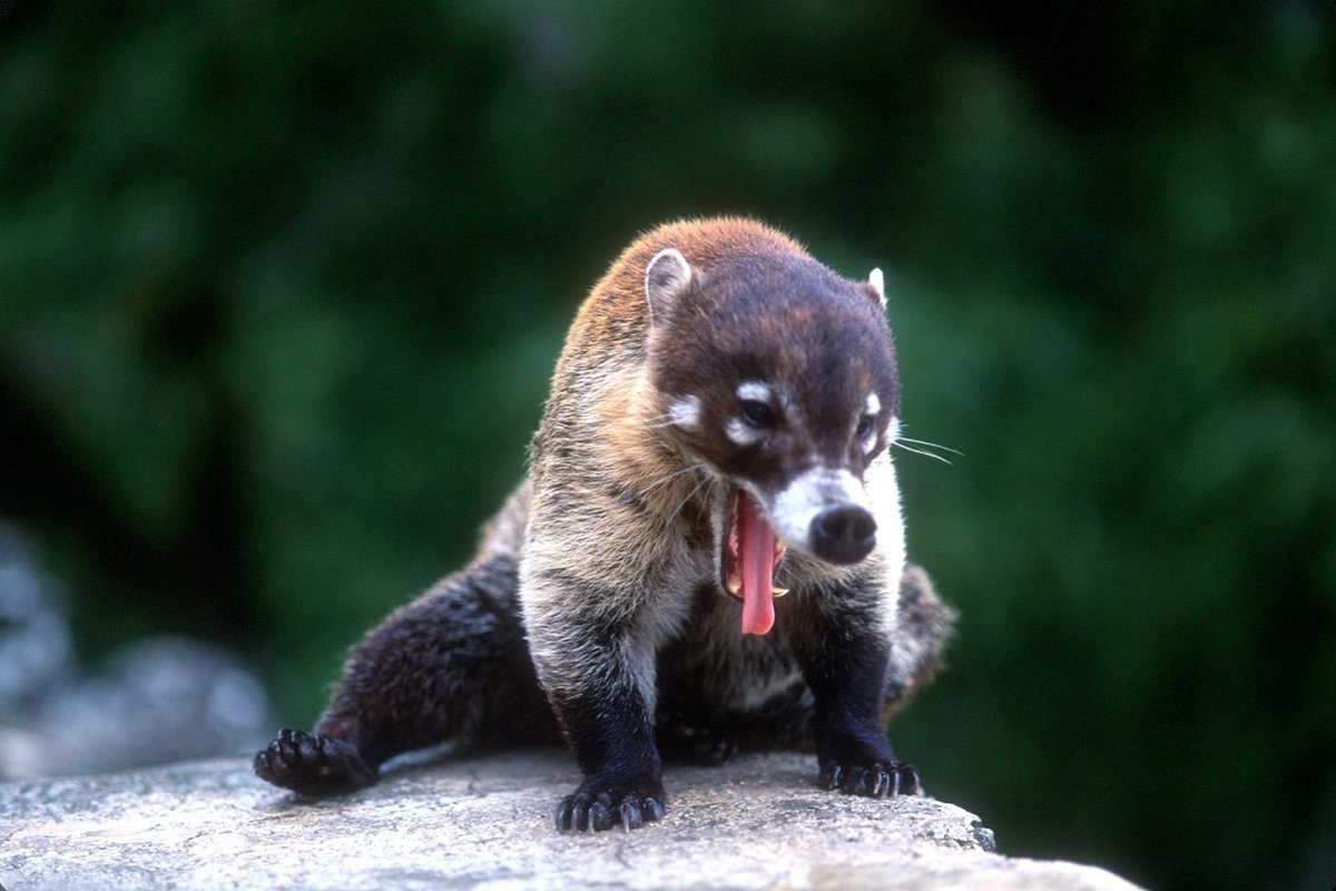 Обыкновенная носуха