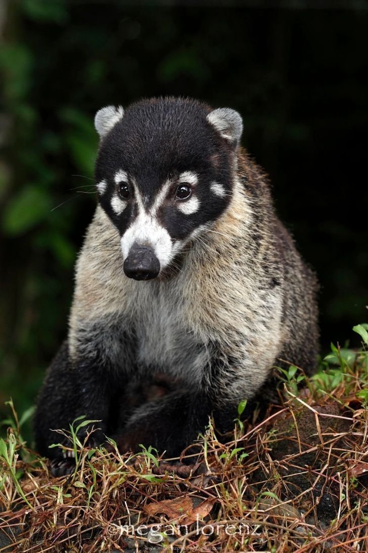 Редкие животные