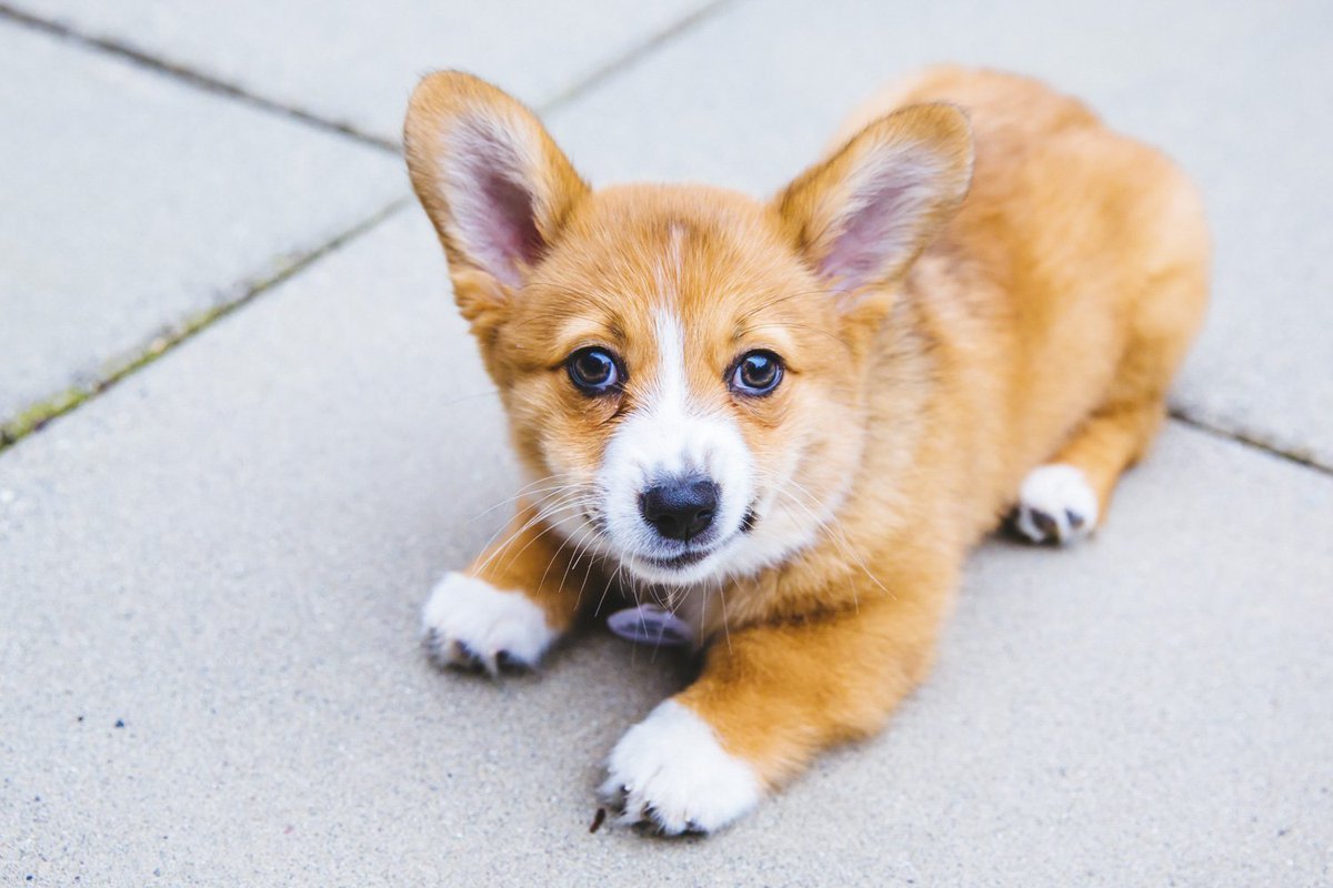 Белый корги