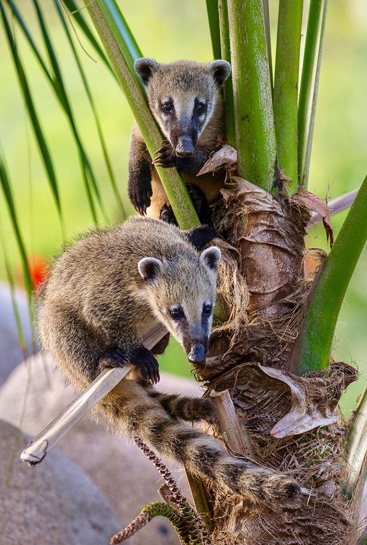 Носуха Нельсона