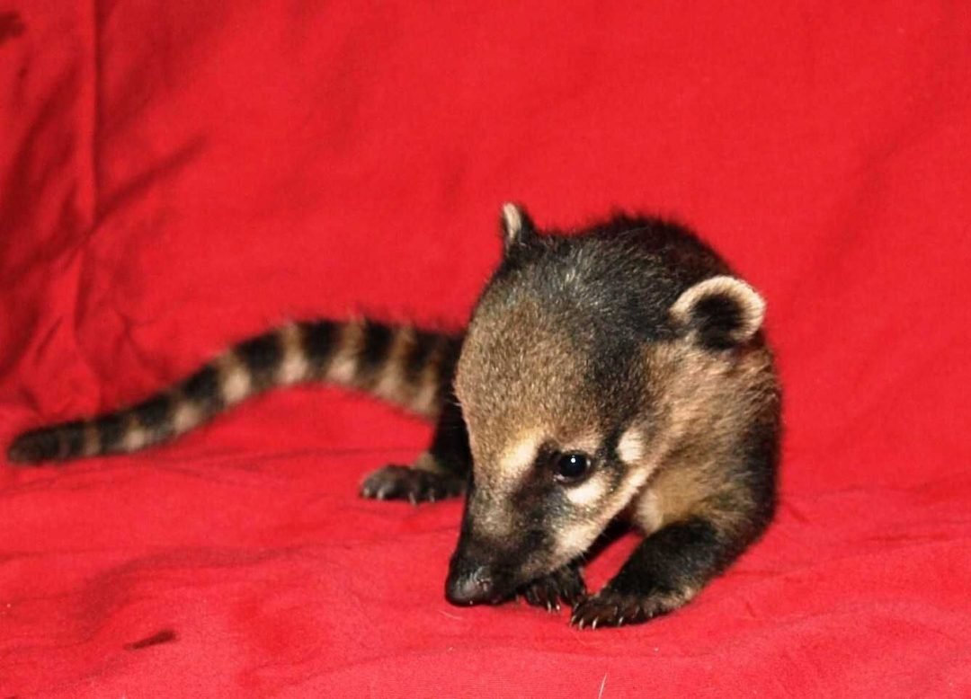 Носухи маленькие