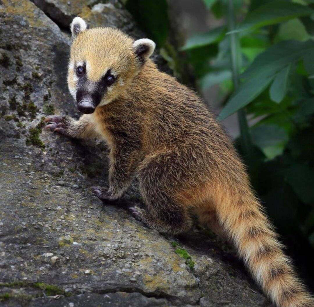 Коати енот носуха