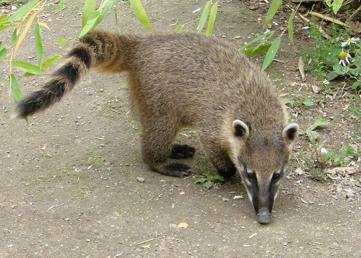 Коати енот носуха