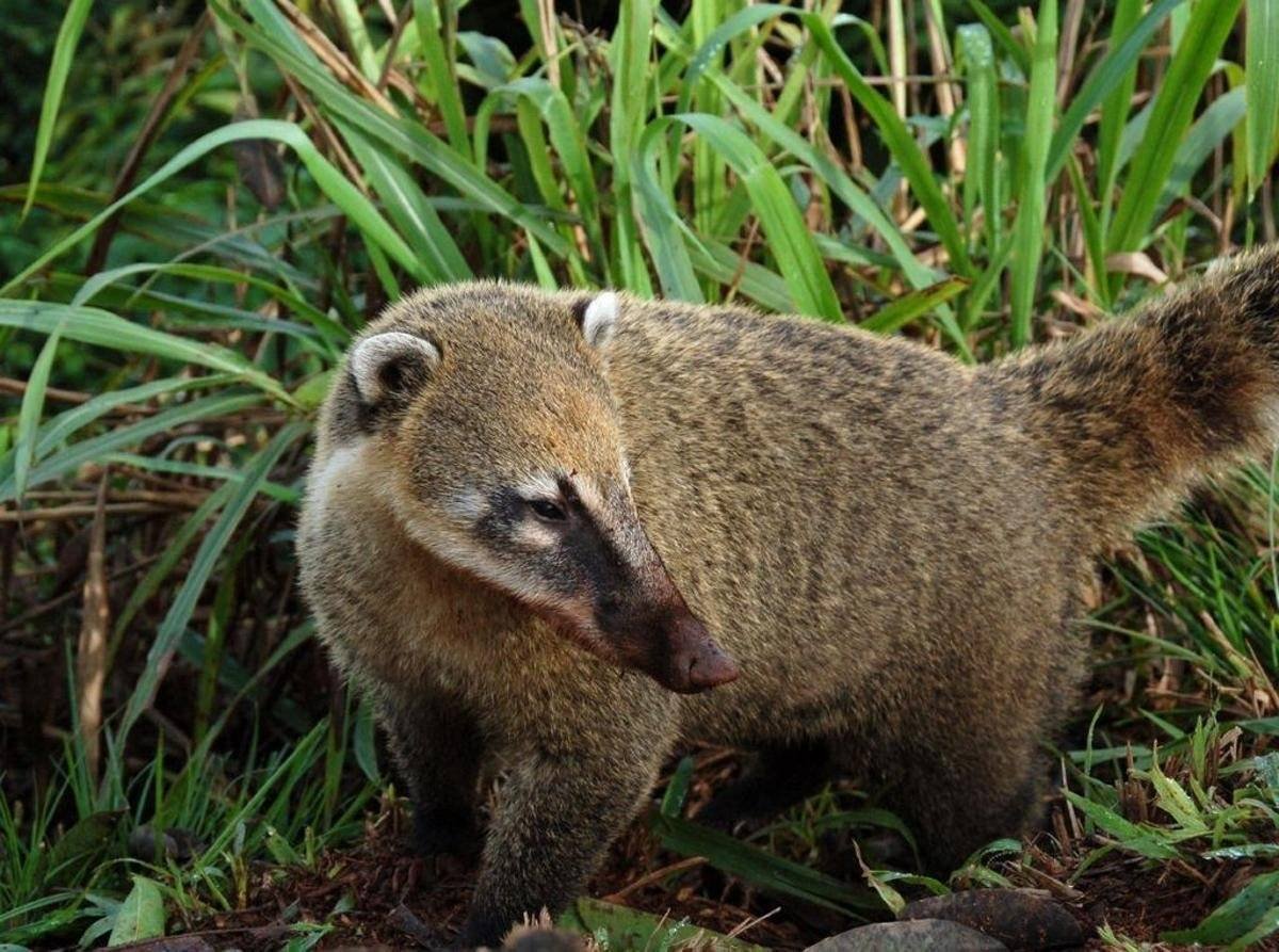 Обыкновенная носуха