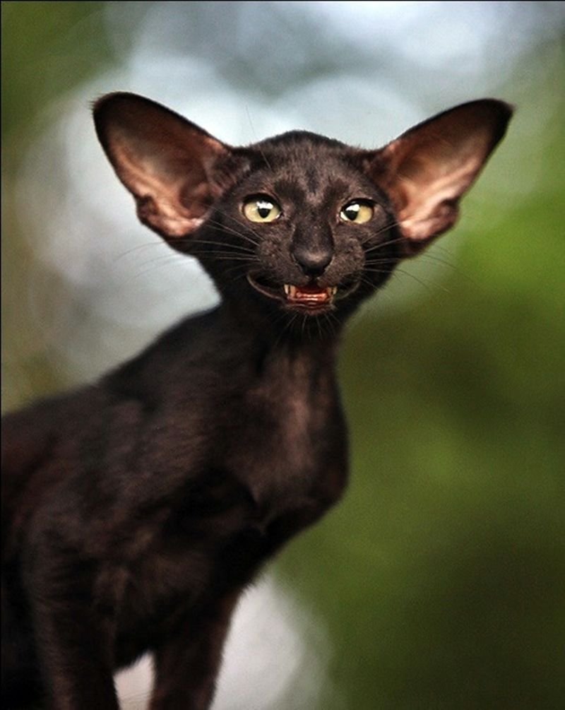 Кот породы Ориентал