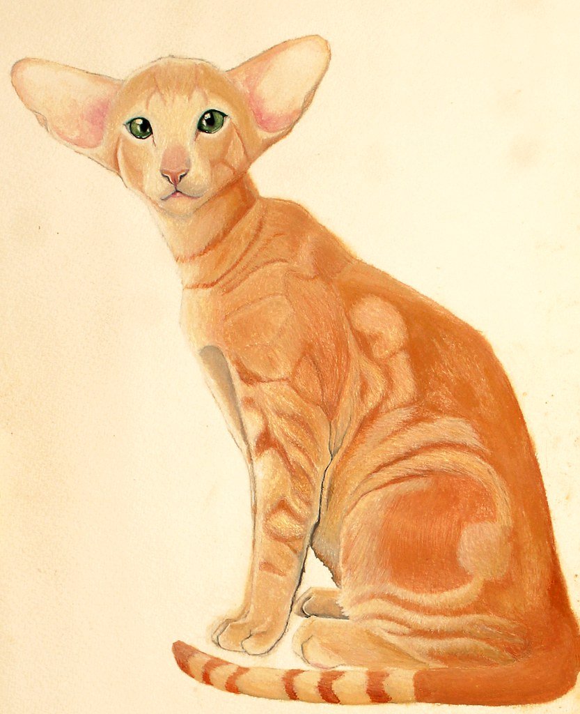 Ориентальная порода кошек