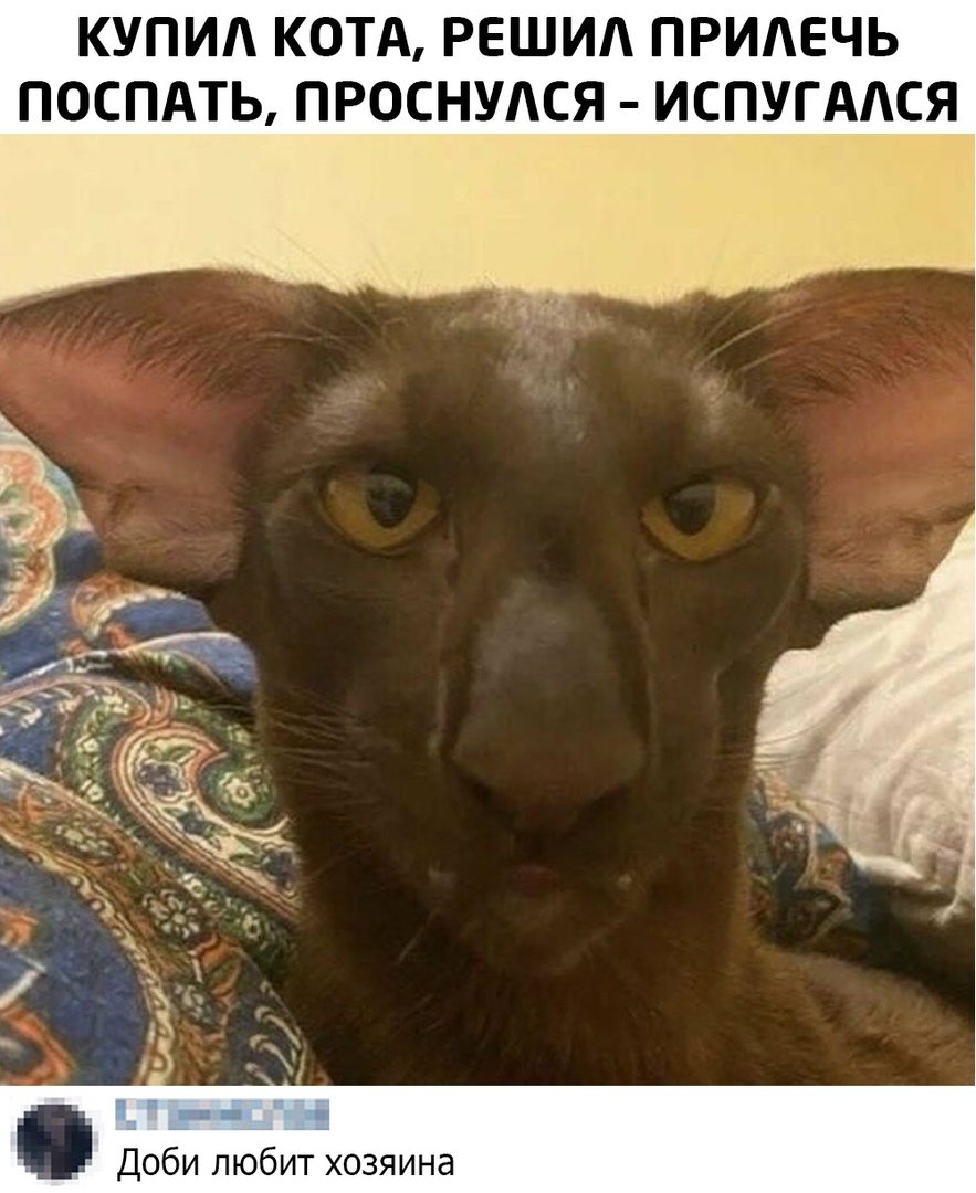 Египетский Ориентал