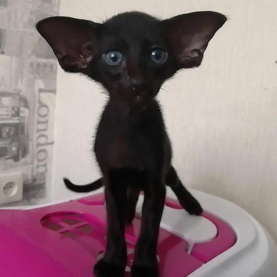 Кот Ориентал косоглазый