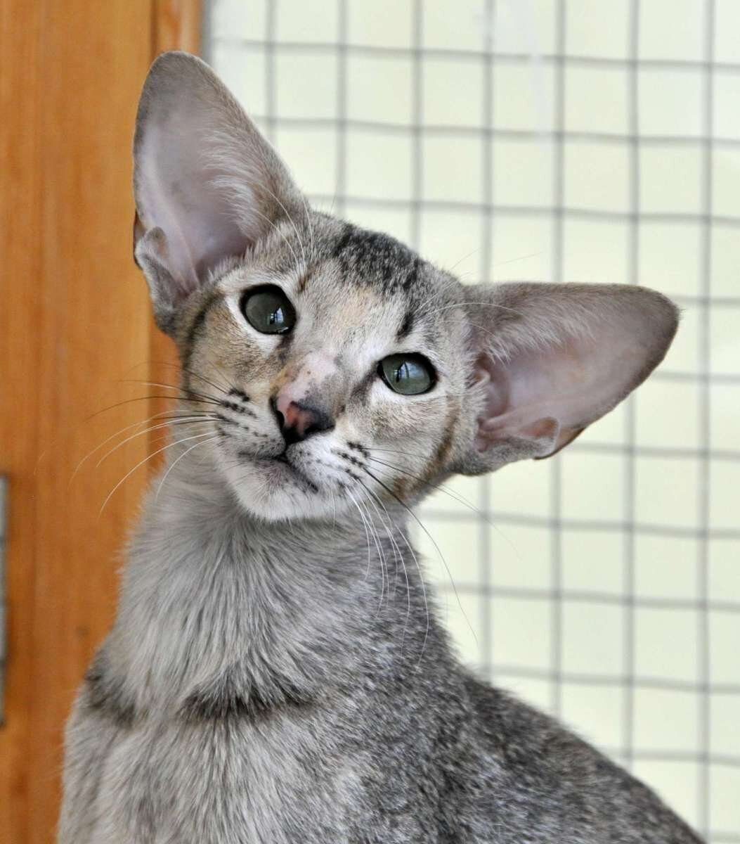 Ориентальный кот черный худой