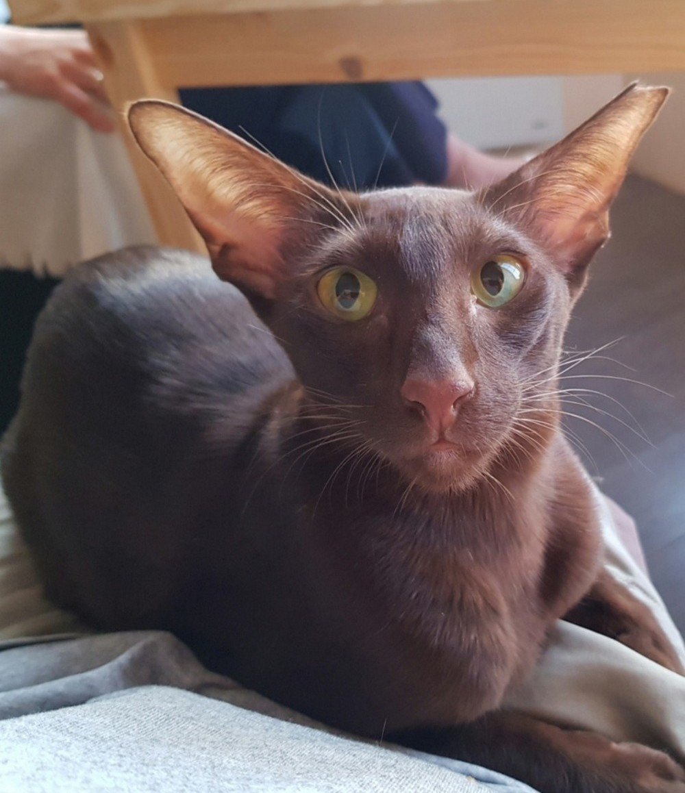 Ориентальная кошка Гитлер