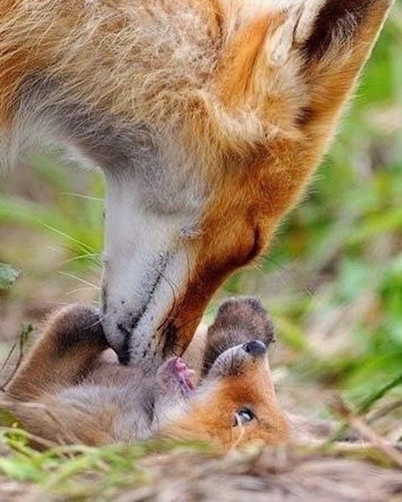 Лиса нежность