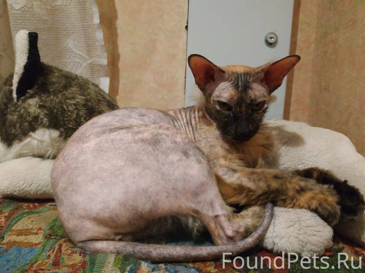 Метис канадского сфинкса
