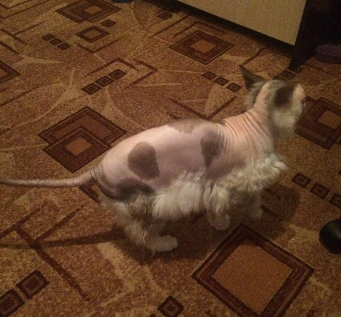 Смесь сфинкса и Персидского кота