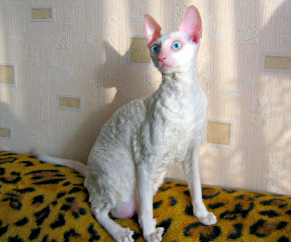 Корниш рекс белый