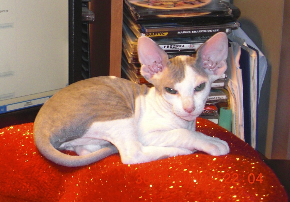 Метис Корниш Рекса