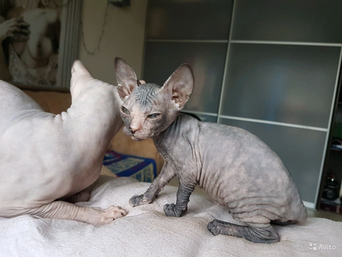 Петерболд Вариетта Сиам