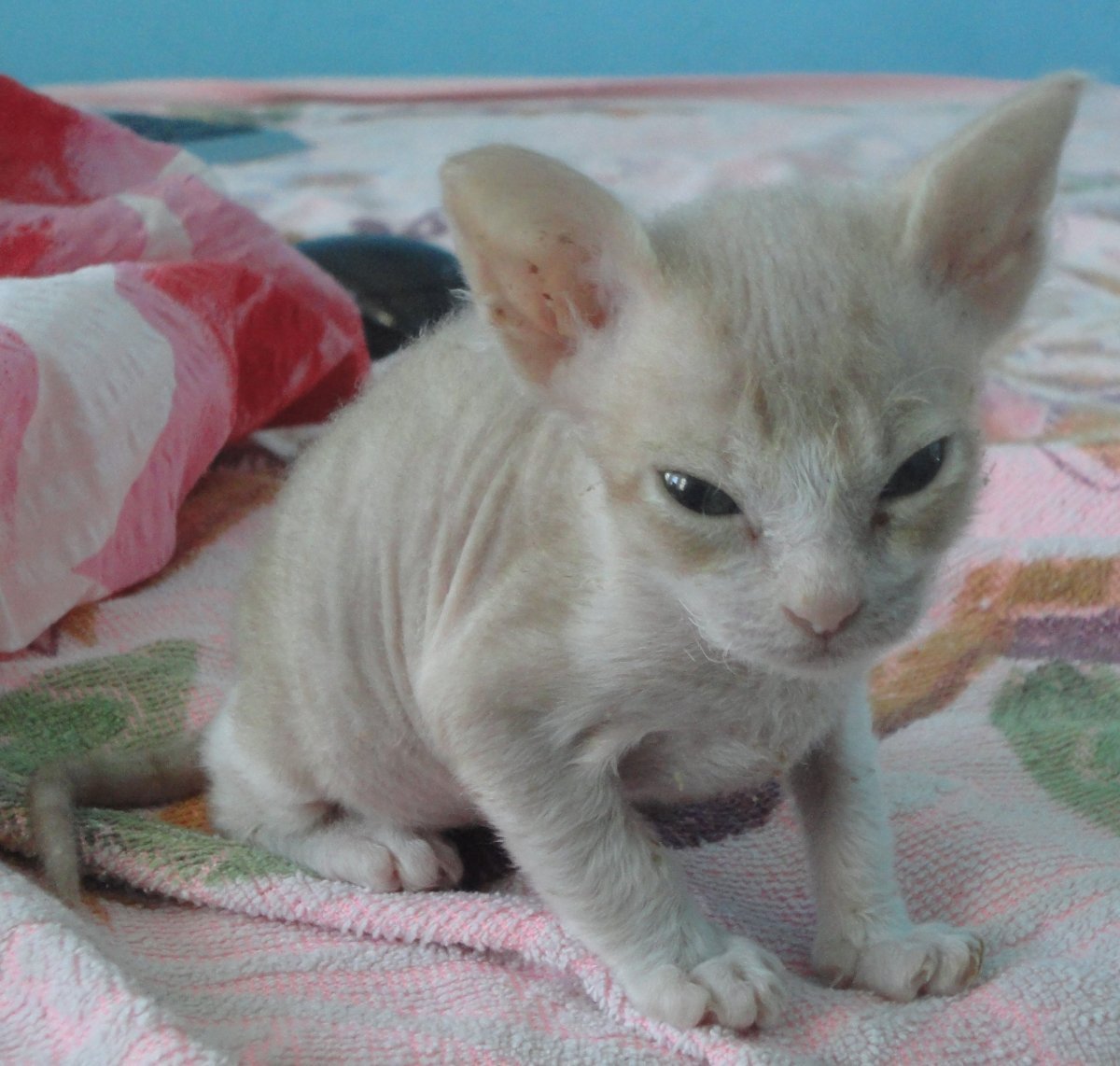 Сфинкс браш