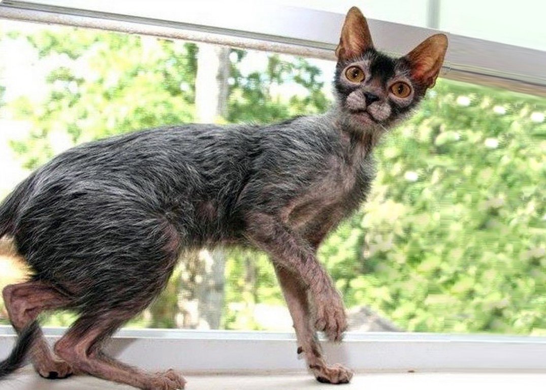 Ликои кошка