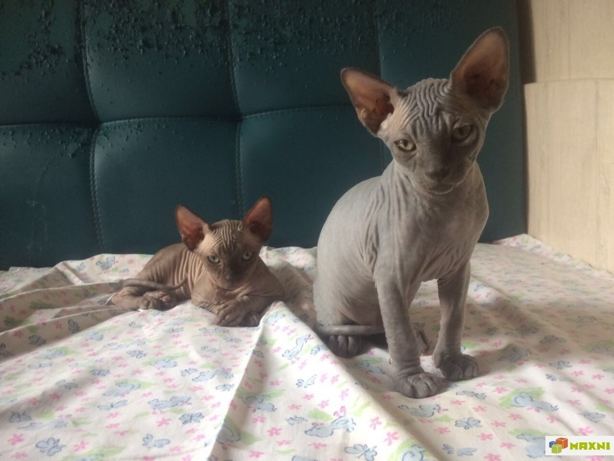 Котенок смесь сфинкса