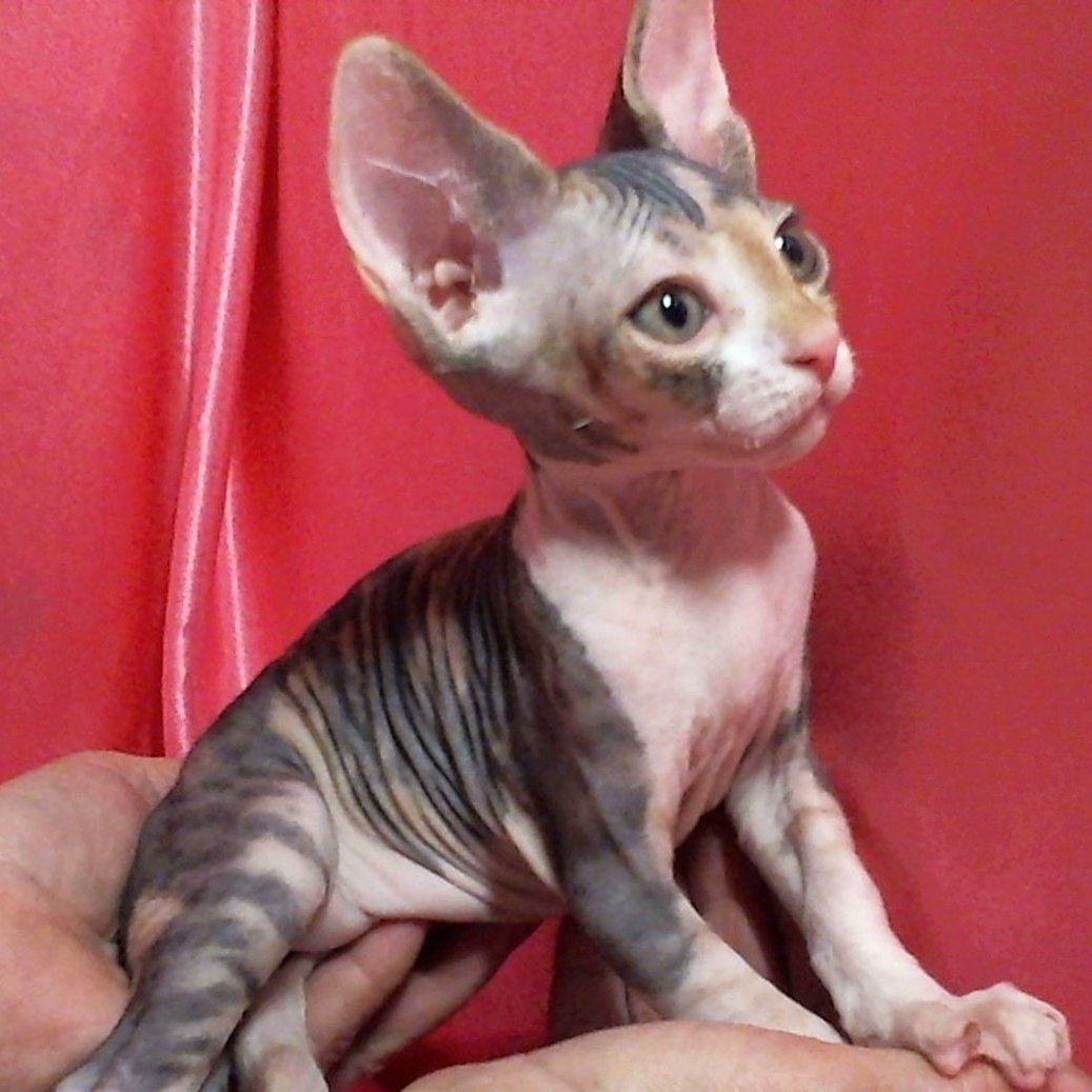 Метис сфинкса и шотландской
